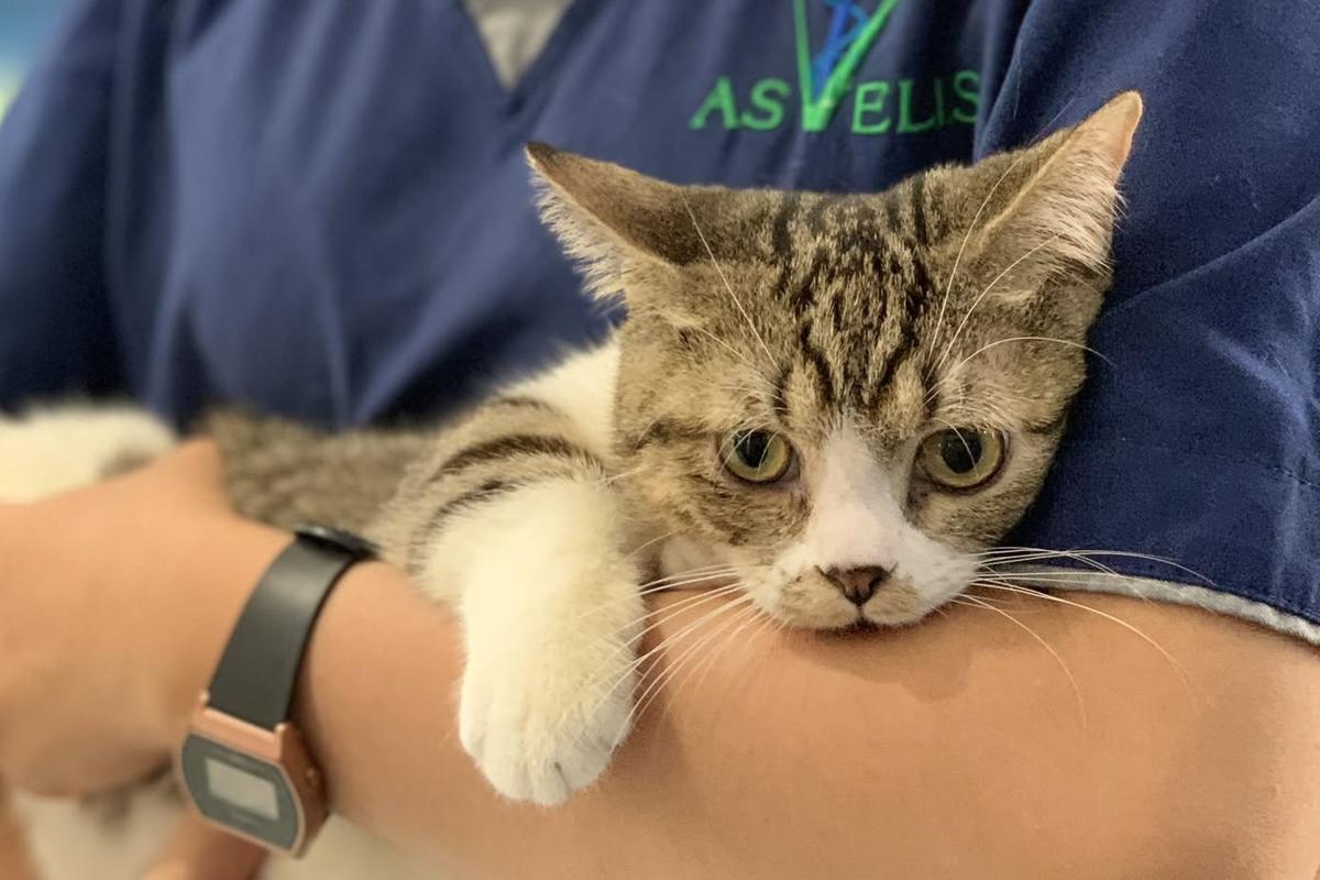 A carer holding a tabby cat