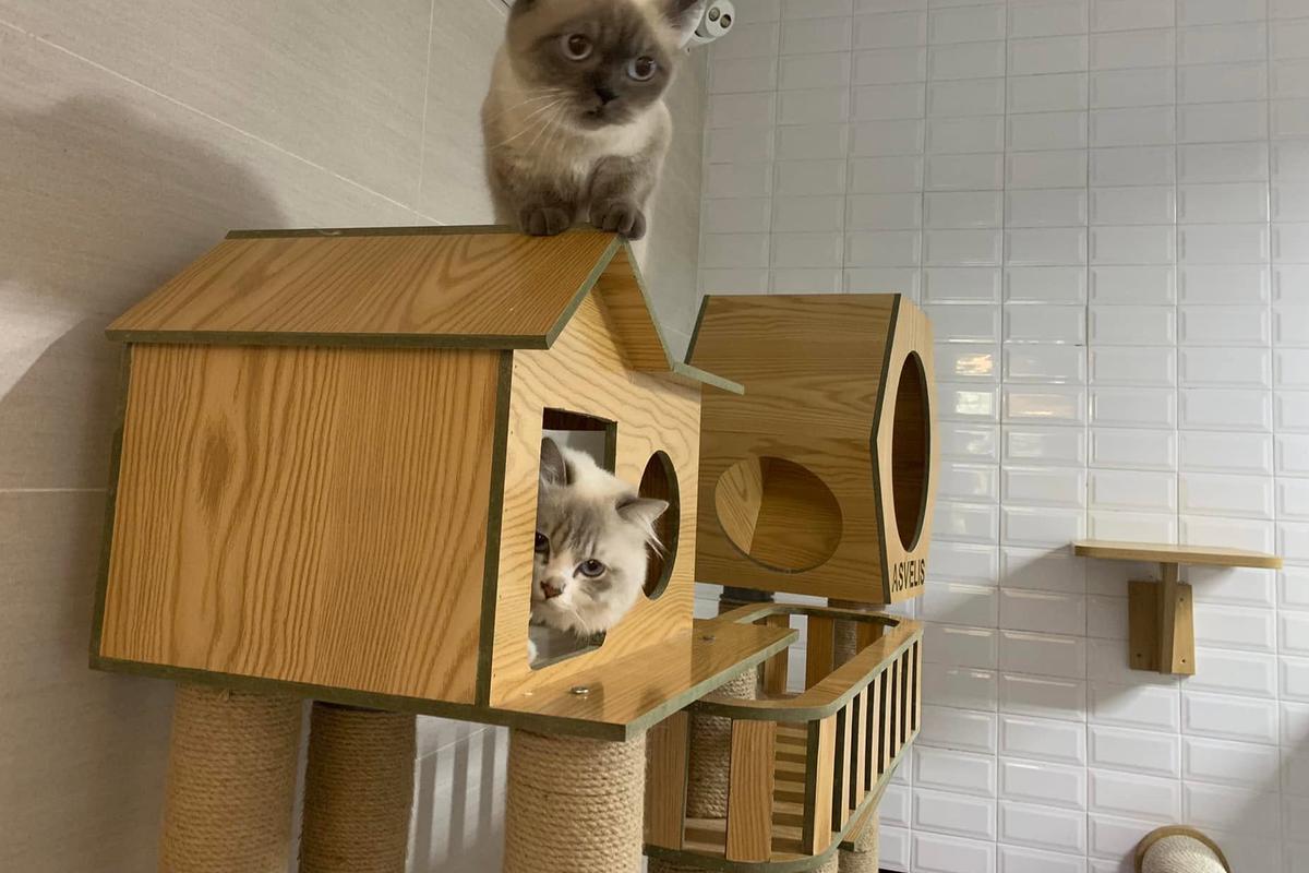 Cats on a cat house in the cattery