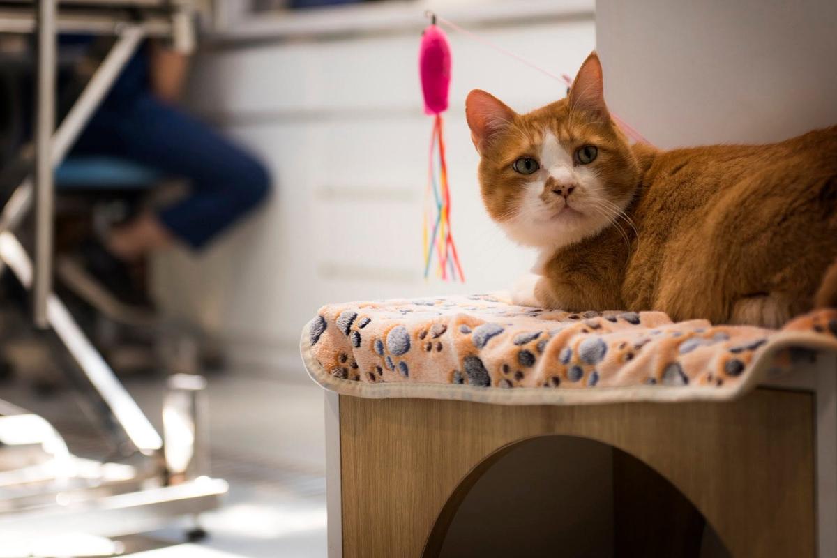 A ginger cat on its bed