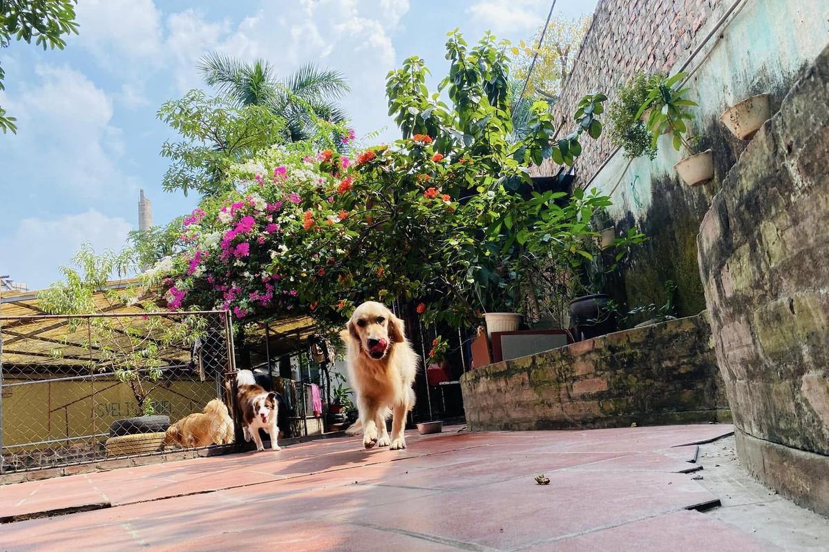 A golden retriever in the kennel yard