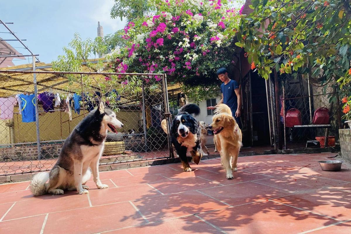 Dogs in the sunny kennel yard
