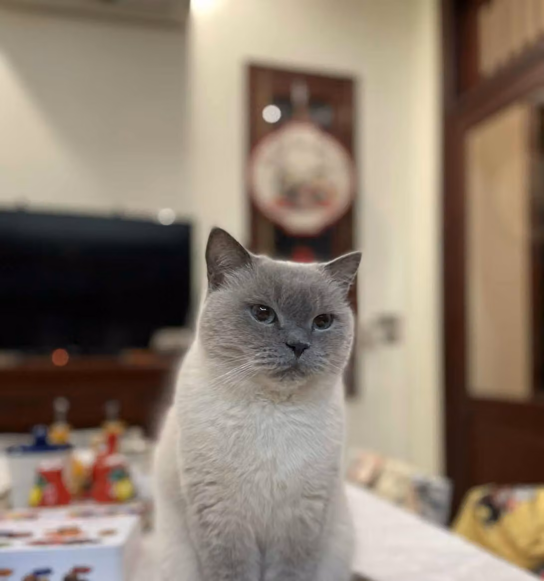 A British Shorthair cat sitting at home