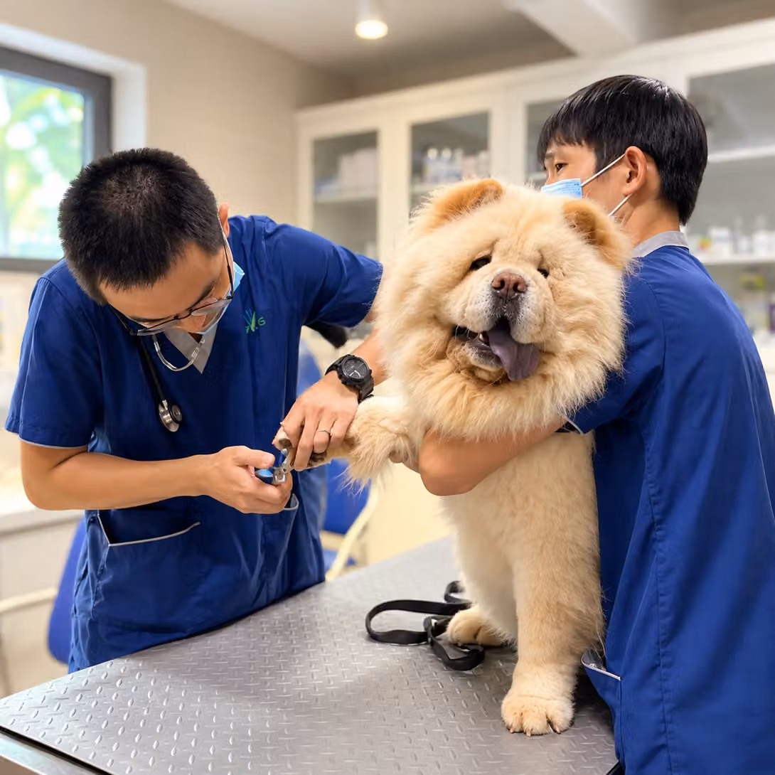 Two veterinary team members trimming a Chow Chow's nails on the examination table