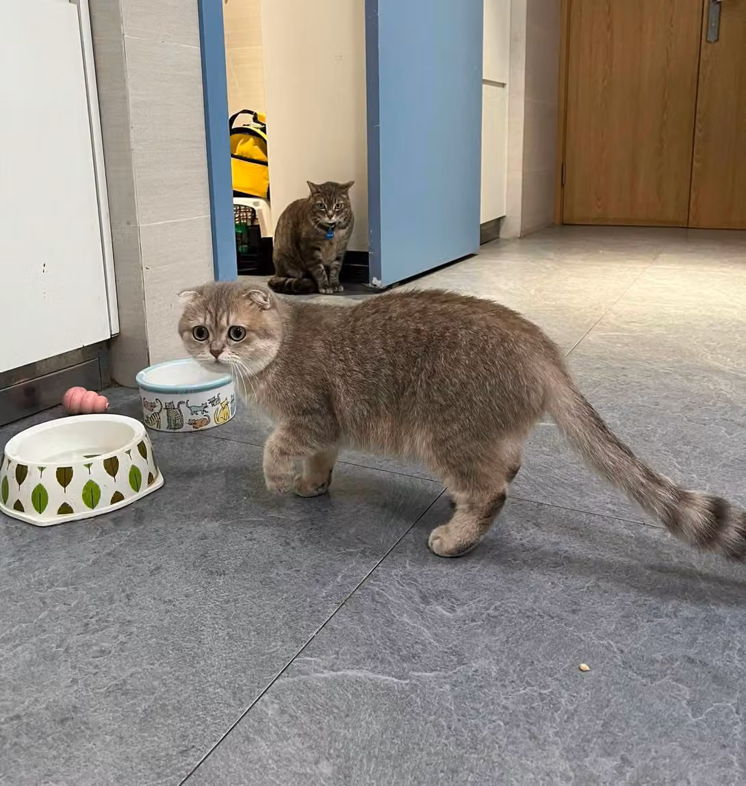 A Scottish Fold cat walking past its bowls at the clinic