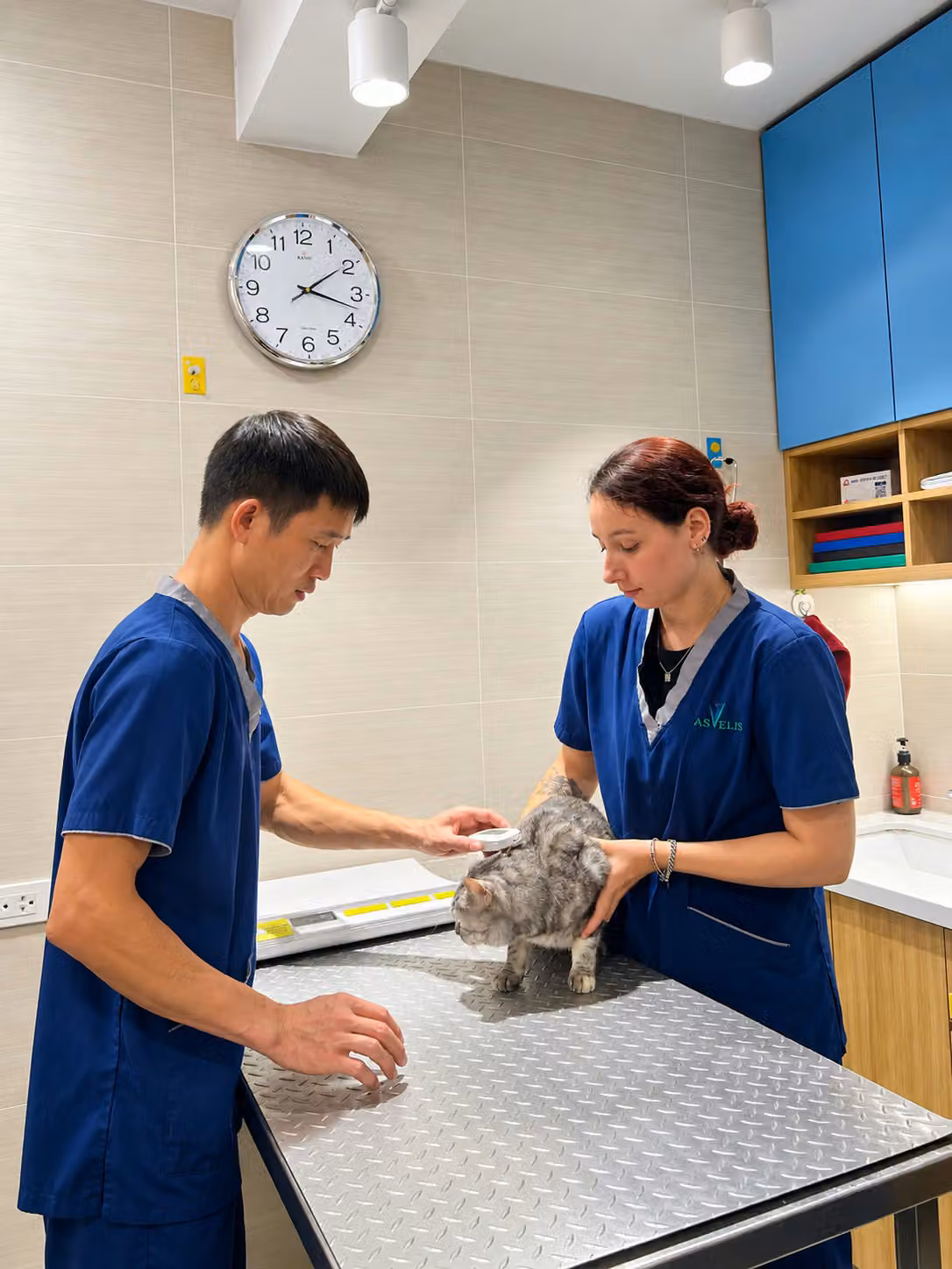 Two of the ASVELIS team checking a grey cat on the consulting-room table