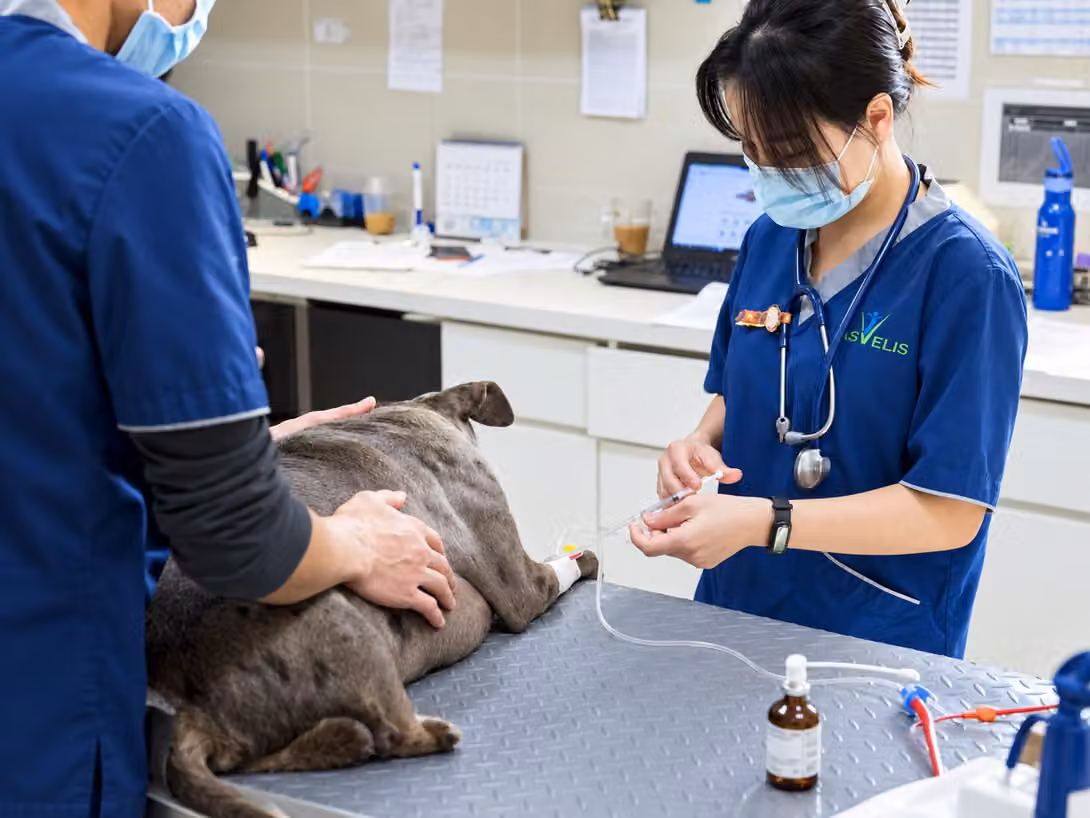 A veterinary team member preparing an intravenous line for a dog lying on the table