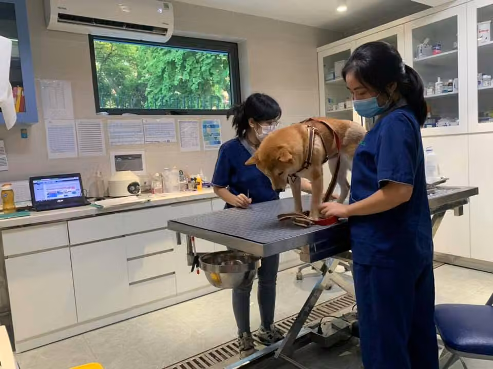 Two of the ASVELIS team with a shiba on the consulting-room table